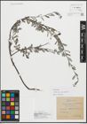 Foto von Salix repens subsp. arenaria (L.) Hiitonen